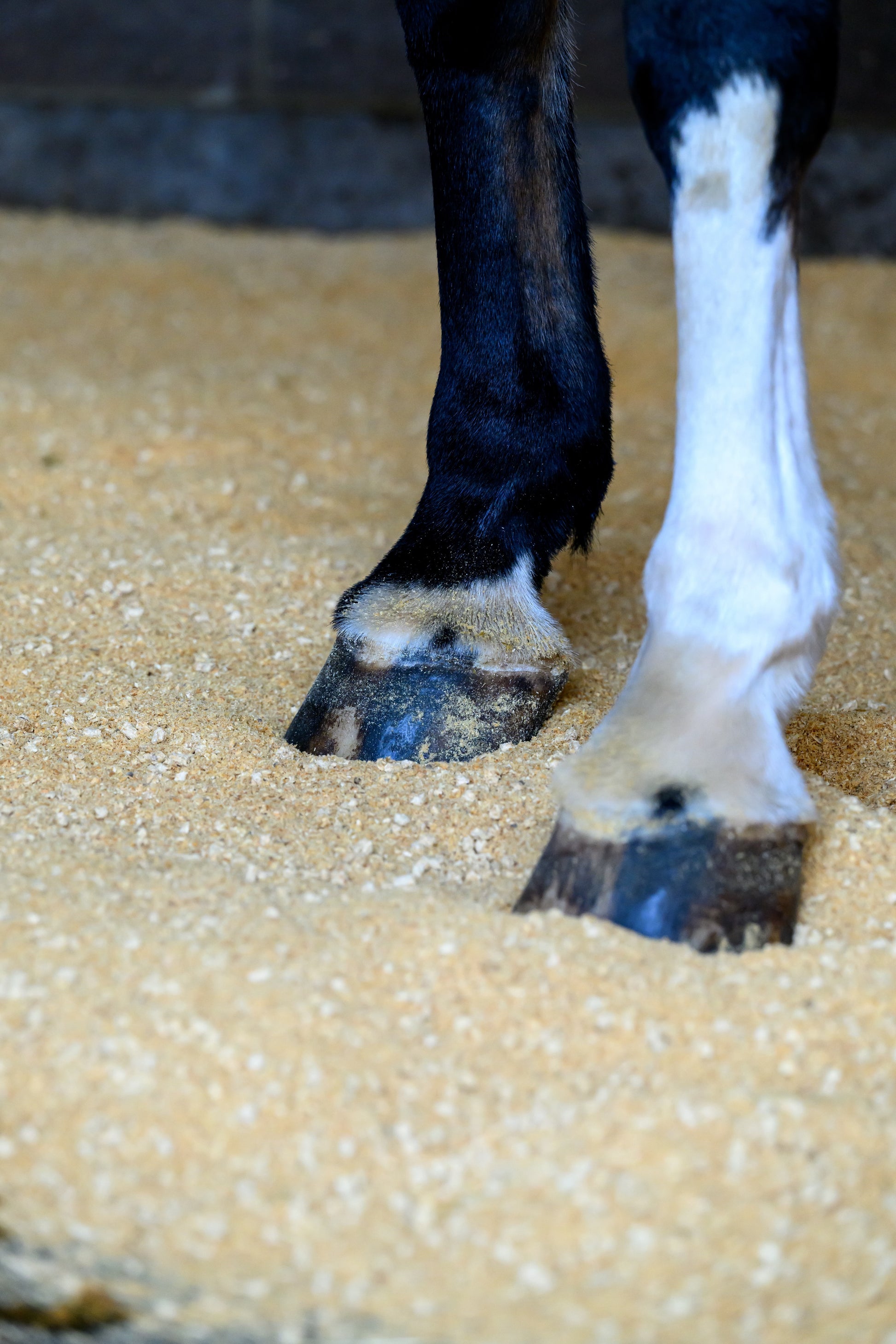 Wood pellet horse bedding Aquamax